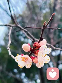 我说你是人间的四月天；
笑响点亮了四面风；
轻灵在春的光艳中交舞着变。
你是四月早天里的云烟，
黄昏吹着风的软，
星子在无意中闪，
细雨点洒在花前。
那轻，那娉婷，你是，鲜妍
百花的冠冕你戴着，
你是天真，庄严，你是夜夜的月圆。
雪化后那片鹅黄，你像；
新鲜初放芽的绿，你是；
柔嫩喜悦，水光浮动着你梦期待中白莲。
你是一树一树的花开，
是燕在梁间呢喃，
——你是爱，是暖，是希望，
你是人间的四月天配图