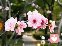 我说你是人间的四月天；
笑响点亮了四面风；
轻灵在春的光艳中交舞着变。
你是四月早天里的云烟，
黄昏吹着风的软，
星子在无意中闪，
细雨点洒在花前。
那轻，那娉婷，你是，鲜妍
百花的冠冕你戴着，
你是天真，庄严，你是夜夜的月圆。
雪化后那片鹅黄，你像；
新鲜初放芽的绿，你是；
柔嫩喜悦，水光浮动着你梦期待中白莲。
你是一树一树的花开，
是燕在梁间呢喃，
——你是爱，是暖，是希望，
你是人间的四月天配图