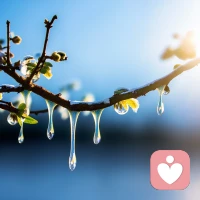 我说你是人间的四月天；
笑响点亮了四面风；
轻灵在春的光艳中交舞着变。
你是四月早天里的云烟，
黄昏吹着风的软，
星子在无意中闪，
细雨点洒在花前。
那轻，那娉婷，你是，鲜妍
百花的冠冕你戴着，
你是天真，庄严，你是夜夜的月圆。
雪化后那片鹅黄，你像；
新鲜初放芽的绿，你是；
柔嫩喜悦，水光浮动着你梦期待中白莲。
你是一树一树的花开，
是燕在梁间呢喃，
——你是爱，是暖，是希望，
你是人间的四月天配图