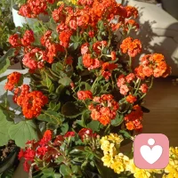 情绪有人懂，
心事有人听，
就是最好的亲密关系。