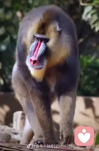 恋爱经历少的人，总感觉自己无法控制感情的走向，患得患失，又无所适从！其实是犯了一个错误，习惯用自己的方式去爱一个人，而不懂得妥协