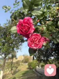 在花开时，欣赏它的美，人生路漫漫长，一年一季把花赏！