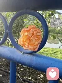 在花开时，欣赏它的美，人生路漫漫长，一年一季把花赏！