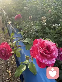 在花开时，欣赏它的美，人生路漫漫长，一年一季把花赏！