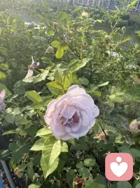 在花开时，欣赏它的美，人生路漫漫长，一年一季把花赏！