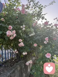 在花开时，欣赏它的美，人生路漫漫长，一年一季把花赏！