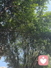 大树总是能让人感觉到安稳，停下来，抱一抱，看一看，靠一靠！配图
