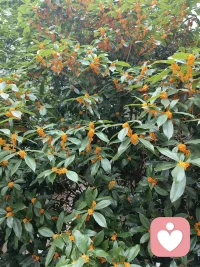 桂花不是一下子开满整棵树，是一点点攒出满枝香气。
治愈也一样，不必强求瞬间释怀，一点点修补自己就够。