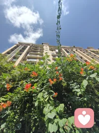 藤蔓向上，花开有声。
稳住根基，静待属于自己的花期。