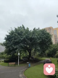 公园里的树，见过无数路过的人，听过无数心事。
它不评判，不安慰，只是安静存在。
很多时候，我们需要的不是解决方案，
只是一段允许自己安静待着的时光。