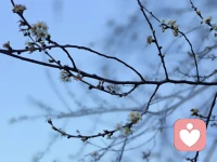 春天的浪漫，是枝头的小白花给的！配图