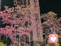 💐💐💐💐
春至花开
心情愉悦配图