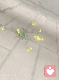 强者不畏环境配图