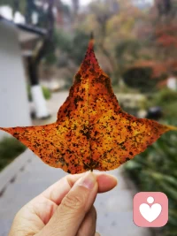 行到水穷处，坐看云起时。如果看不到前路 就坐下来，跟自己的心事呆一呆，看看花草云鸟。相信你内心的力量只是暂时停滞了，大自然的能量能给你赋能，把它们激活。