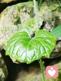 不必强求自家孩子成为最瞩目的那朵花，叶子有叶子的自得。当花儿都凋谢了的时候，叶子还在枝头上绿意盎然，看尽风景。