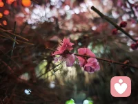 《孤独为虫》
 人到了某个年纪
孤独就成了体内的虫
它不啃噬血肉
只在深夜，轻轻咬着我的清醒
 我以为看透了人生的剧本
就能笑看这出戏的落幕
却发现，当幕布落下
舞台中央，只剩下我一个观众
 红尘是一场盛大的幻觉
我站在幻觉的边缘，看得太清楚
清楚到，连伸手的力气都没有
 于是，我为自己织了一层茧
一层用看透与无力纺成的茧
它很薄，薄得能听见外面的笑声
它很厚，厚得足以隔绝所有的温度配图