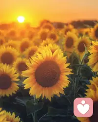 只有你自己才可以疗愈你的人生，心理咨询师不过是引导你上路，让你记起自己的真实本质:强大，充满爱。配图