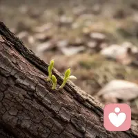 差点就被淘汰的小家伙，却用冒出的新芽轻轻说：再等等，生活总会有新惊喜🌟配图