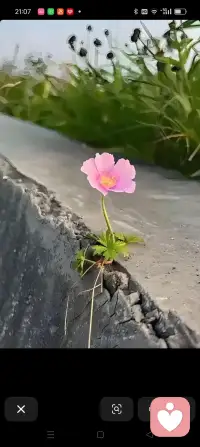 疗愈不是把裂缝填平，
而是学会在裂缝里，种出花来配图