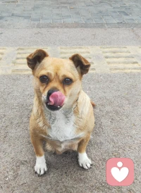 小舔狗🐶
怎么这么可爱!配图