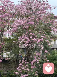 旧时光 | 若可，还我一袭纯粹 

原创 一海秋水 一海秋水 一海秋水 

2026年4月17日 11:08 湖南 1316人 

￼ 

在小说阅读器读本章

去阅读

￼ 

在小说阅读器中沉浸阅读


        




自恃卑微如这白色的雏菊，弱小，低至尘埃，不张扬，不妖娆，不图名浮利，不贪慕荣华。就只是守着这一抹纯净，守着这一丝素白，怀揣着坚韧的风骨，无声看世界。
                                          
￼

        
        我崇尚的一种美，叫纯粹。它没有世俗的约束，没有世故的老练。就像花期不长不短的雏菊，开在秋风里，凋谢在冬日的阳光下。

它善于生长在粗陋的环境中，却兀自散发幽雅芳香，对阳光微笑，向微风颔首。
      不需要施肥灌溉，不需要搭建窝棚避风。怪石嶙峋，杂草丛生，平静地构筑大山与小径的风景。无欲无求。
      我是一个倔强的人，有时候也想过要去表达自己，想让某个人看穿我的要强，静默守护，来满足我的虚荣，呵护我的脆弱，可最终却还是在表达上认了输，原来，我怕的还是真实的本身，有时候真的表露了，却是会感觉真假难辨。
      可我又是一个念旧的人，曾经付出过，喜欢过，快乐过，充实过，感动过，一切都是不忍丢弃的，如此，只好默默地记挂在心里，轻轻的安放，淡淡地观望。一直深信，淡淡的，便会长久。

生命中，不仅仅只有无奈和迷茫，总是会有美好的时光让我们回忆。当一些时光被快乐浪费掉，奢侈也成为一种享受。


一直不喜欢奢侈这个词，那么堕落，那么轻薄。一直那么认真那么努力，想要让自己的生命灿烂芳华，无怨无悔。可时光却是这么不经用，就像一树翠绿，只是经过了几场风雨，还没有怎么跟阳光厮磨，就已经枯竭成飞花。