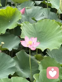 愿我们往后余生，都能坦然接纳生活的所有风雨，释怀所有的不如意。不与世事较劲，不与自己内耗，在一地鸡毛的生活里，好好爱自己，温柔待自己。无论生活如何坎坷，世事如何艰难，都能稳住心态，治愈自己，在烟火人间里，活出松弛、自在、舒心的人生。