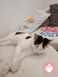 我也想成为一只小猫 柔软 尖利 胆小
我也变成小猫好不好 遇到不喜欢的人就给一爪子 遇到喜欢的人就毛茸茸的摊开肚皮 发出咕噜咕噜的声音配图