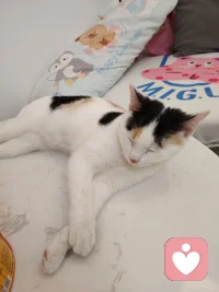 我也想成为一只小猫 柔软 尖利 胆小
我也变成小猫好不好 遇到不喜欢的人就给一爪子 遇到喜欢的人就毛茸茸的摊开肚皮 发出咕噜咕噜的声音配图