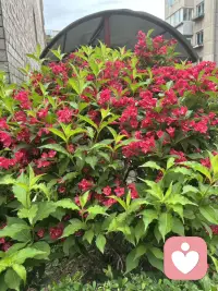 邂逅风携花香，一花一景皆是美好！世间温柔皆藏于自然光景里！配图