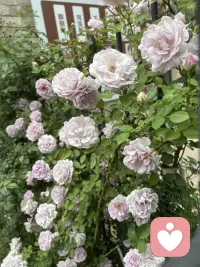 邂逅风携花香，一花一景皆是美好！世间温柔皆藏于自然光景里！配图