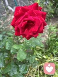 永远不要延迟幸福，人生不是彩排，每一刻都是现场直播，幸福从来无需等待，你眼前的这一切就是全部答案！配图