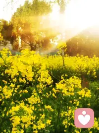 🌷迈向④月⑉lı🍃
是一树一树的花开，是四月的晨露与暮霭
你只管活得丰盛，春光自会来衬配图