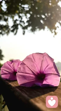 看到一段很温柔治愈的话:“我突然意识到自己真的很好，因为我永远乐观，坚强勇敢，即便遇到难过的事，也只是晚上哭一哭颓废。但是，我还是依旧热爱所有，我依旧敢与生活顶撞，敢在逆境里撒野，直面生活的污水，永远乐意为新的一轮月亮和日落欢呼。” - 很有力量的一段话:每个人的一生中总会有那么一段难熬的岁月，我们所遇到的事，好坏都是相对的。 - 好事并非一定好，坏事也不是绝对的坏。我们不需要因为一时的不顺觉得沮丧，也不能觉得一路走下来太顺心而得意忘形。 - 谁的生活不是一地鸡毛，大家都是普通人，过好自己就好。钱没了可以再挣，工作没了也可以再找，朋友没了可以再交，爱情没了可以再遇，人生本来就一无所有，何惧从头再来。 - 山有顶峰，湖有彼岸，在人生漫漫长途中，万物皆有回转。 请你相信，一切终有回报。配图