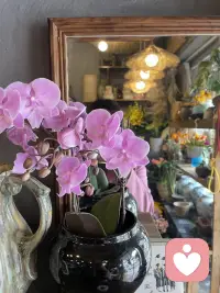 用花花治愈心情，赋予自然的力量配图