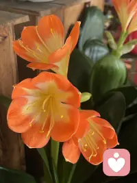 用花花治愈心情，赋予自然的力量配图