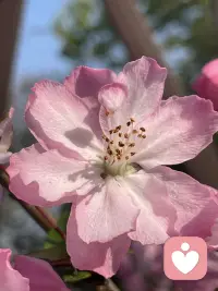 用花花治愈心情，赋予自然的力量配图