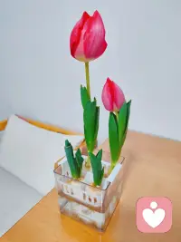 用花花治愈心情，赋予自然的力量配图