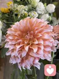 用花花治愈心情，赋予自然的力量配图