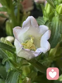 用花花治愈心情，赋予自然的力量配图