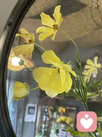 用花花治愈心情，赋予自然的力量配图