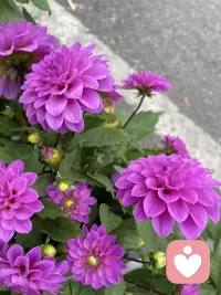 今日好看的花花来了，一起欣赏下吧，朋友们配图