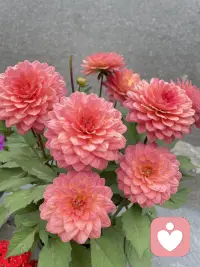 今日好看的花花来了，一起欣赏下吧，朋友们配图