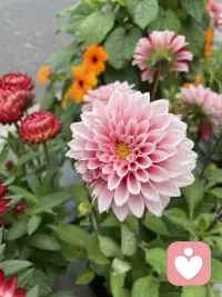 今日好看的花花来了，一起欣赏下吧，朋友们配图