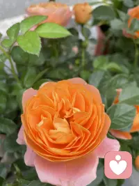 今日好看的花花来了，一起欣赏下吧，朋友们配图