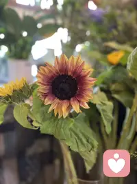 今日好看的花花来了，一起欣赏下吧，朋友们配图