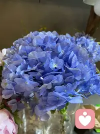 今日好看的花花来了，一起欣赏下吧，朋友们配图