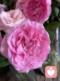今日好看的花花来了，一起欣赏下吧，朋友们配图