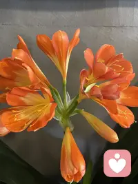 今日好看的花花来了，一起欣赏下吧，朋友们配图