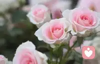 是不是心里堵得慌，有好多话翻来覆去想说，却又不知道跟谁说？那些难过、委屈、迷茫，甚至是一点点的不甘心，都可以毫无保留地讲给我听。我会接住你的所有情绪，陪你一起梳理那些乱糟糟的心情，不用急着找到答案，此刻，被好好倾听、被温柔对待，就够了。