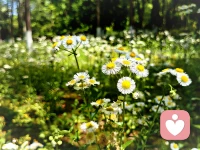 我来不来看，她依然盛开